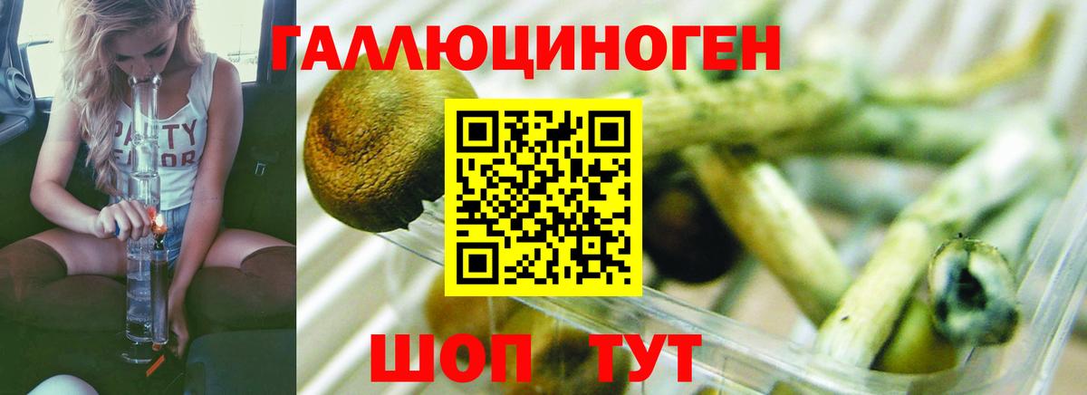 Псилоцибиновые грибы Psilocybe Советский